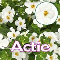 Bild von Bacopa P12 "Actie" Wit